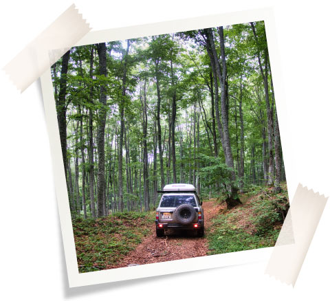 Viaje en 4x4 por un bosque cerca de Sintra durante una ruta 4x4 por Portugal.